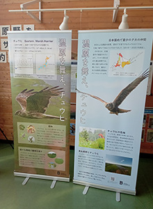 チュウヒの壁面ポスター